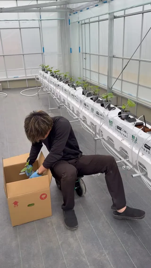 アールスメロンの定植を行いました！