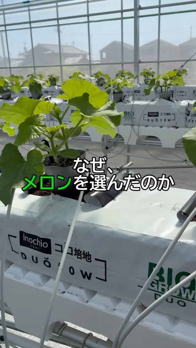 なぜ、メロンを選んだのかお話しします。