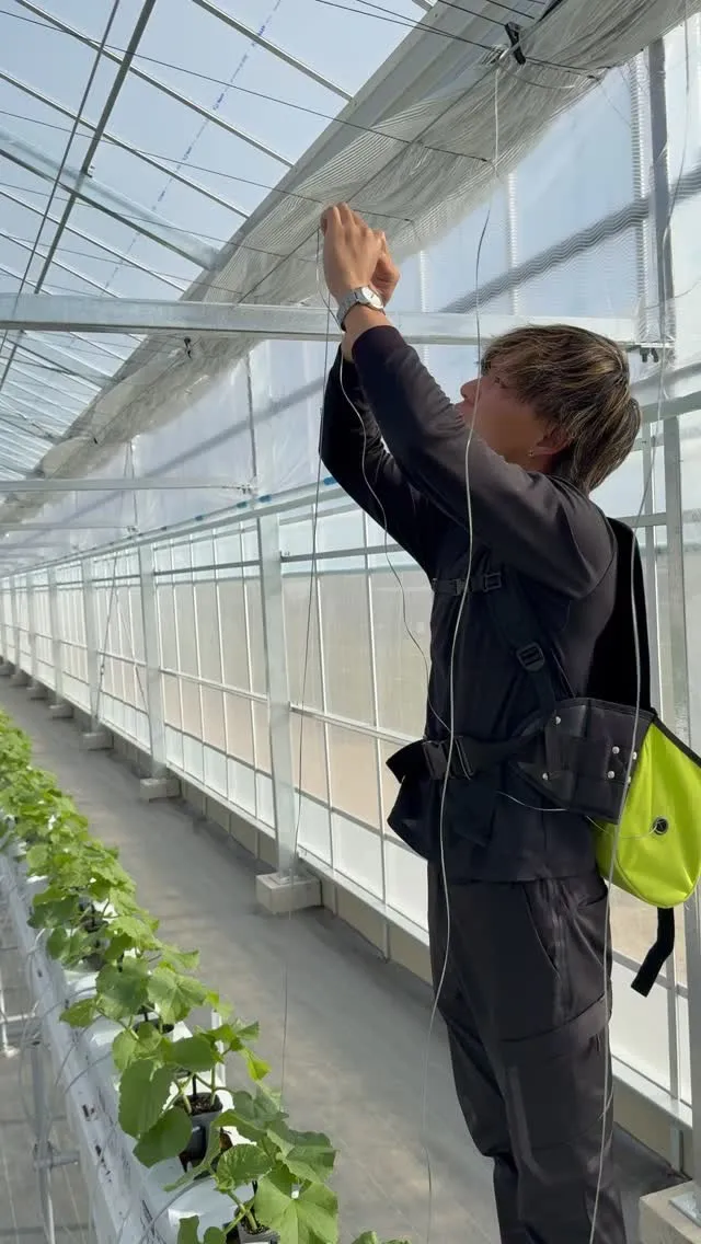 メロンの誘引を行いました。