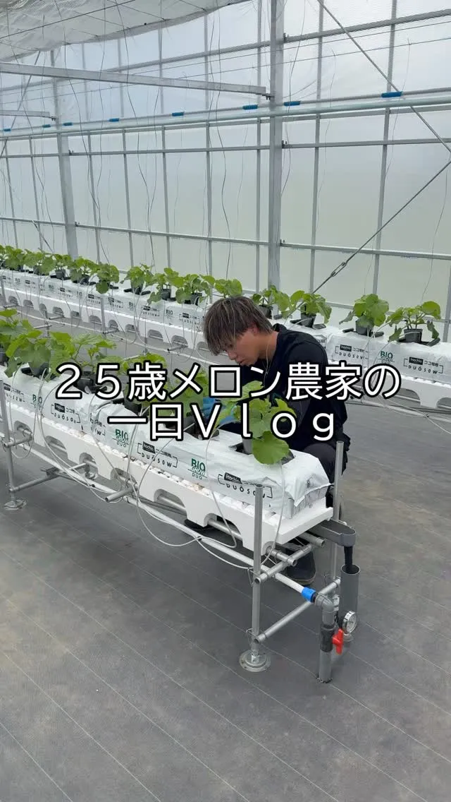 メロン農家の一日Vlog