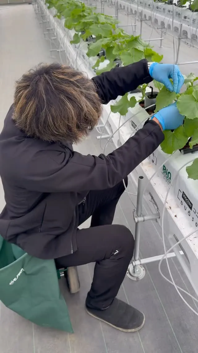 メロンの芽かきを行いました！