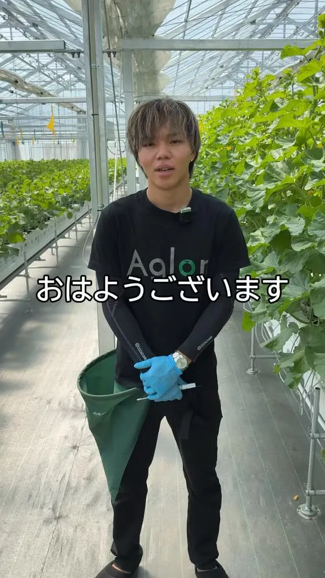 今日はメロン栽培で一番大事な「人工受粉」の日。